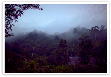 Guayusa
