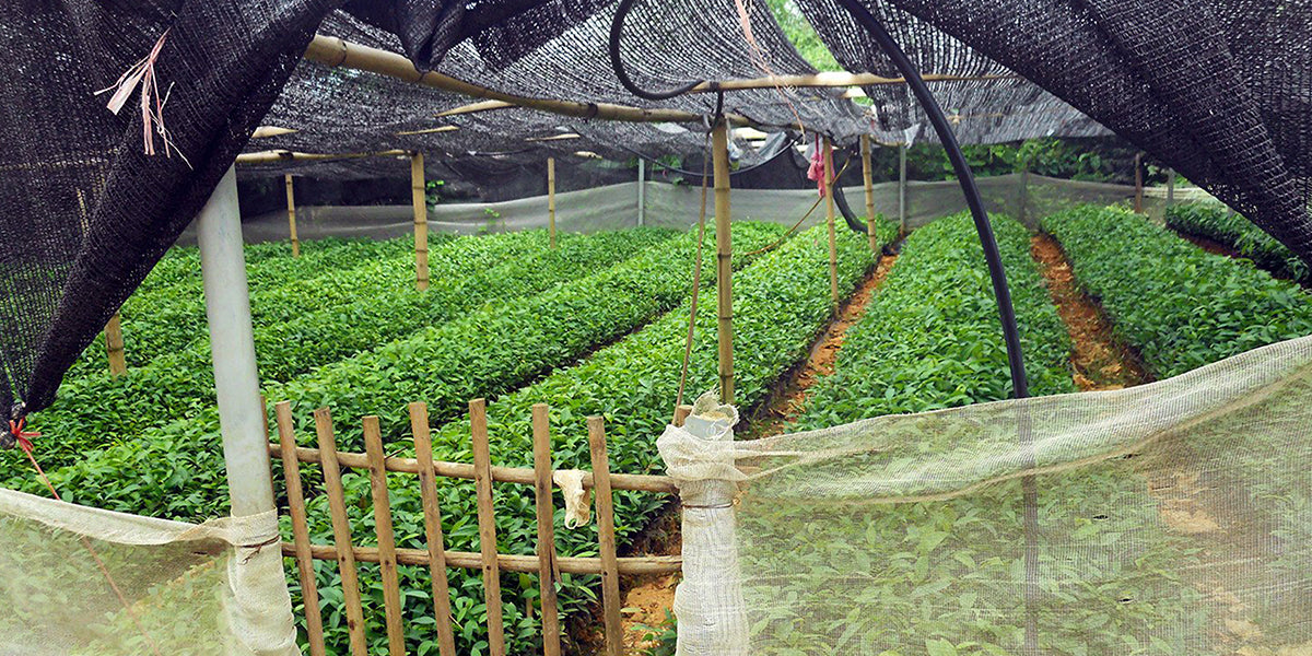 Cinnamon tree seedlings | Sourcing Stash | Stash Tea