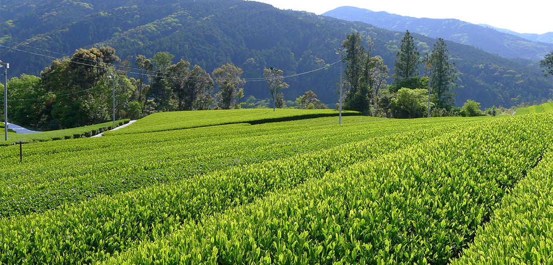 From fresh tea leaves to tea | Shincha 2020 | Stash Tea