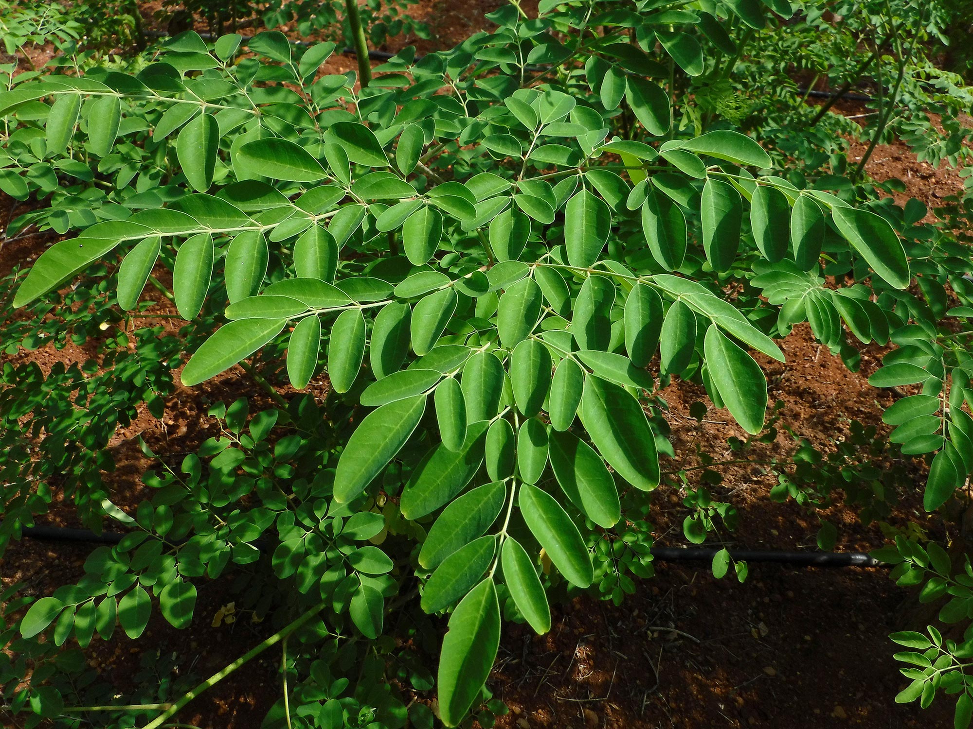 Organic Moringa Mint